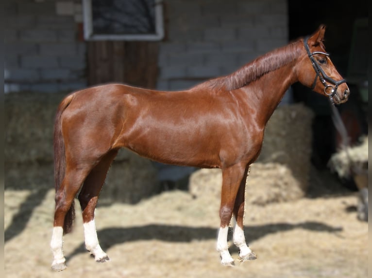 Austriaco Giumenta 5 Anni 167 cm Sauro in Winhöring