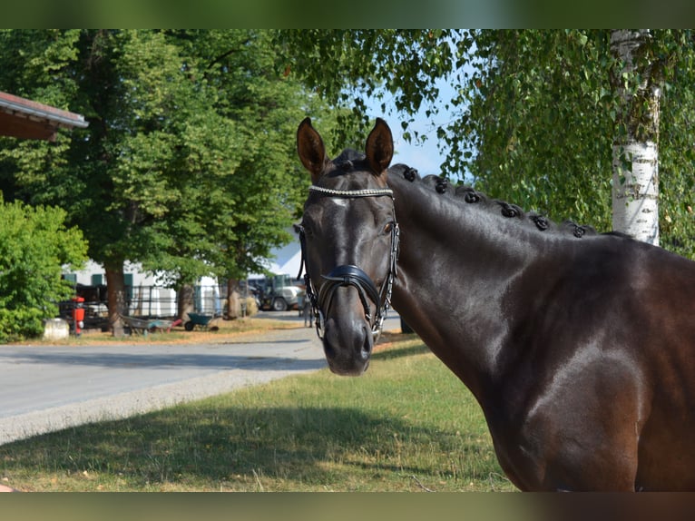 Austriaco Giumenta 5 Anni 169 cm Morello in M&#xFC;nchen