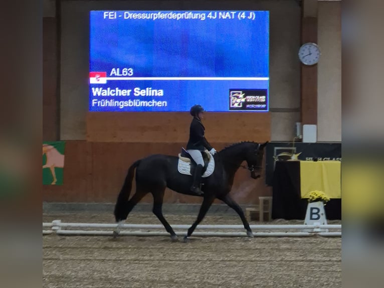 Austriaco Giumenta 5 Anni 170 cm Baio nero in Eichgraben