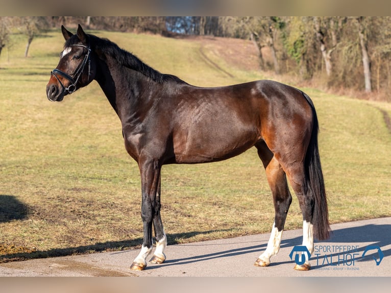 Austriaco Giumenta 5 Anni 172 cm Baio in Korntal-Münchingen