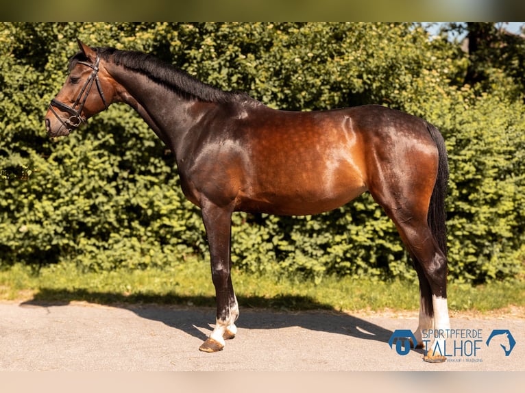 Austriaco Giumenta 5 Anni 172 cm Baio in Korntal-Münchingen