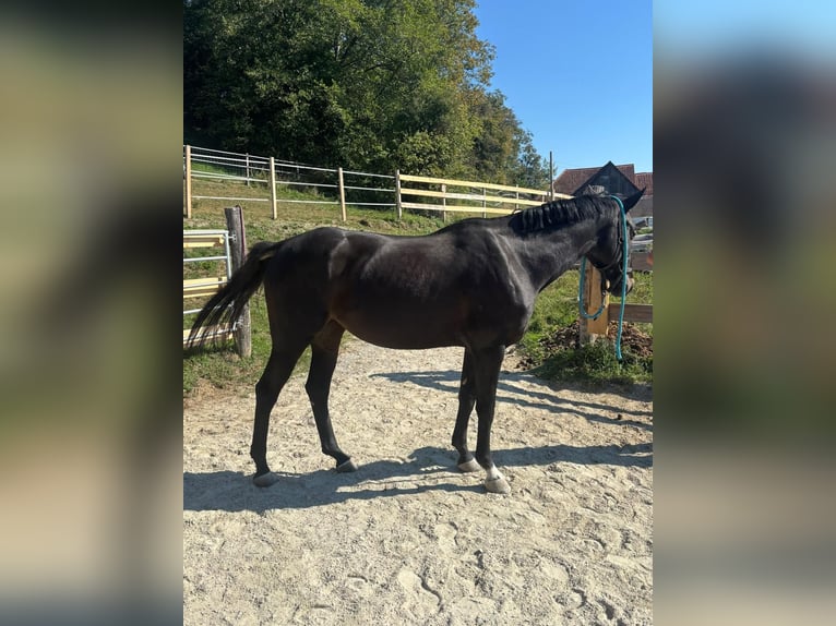 Austriaco Giumenta 5 Anni Baio scuro in Wies
