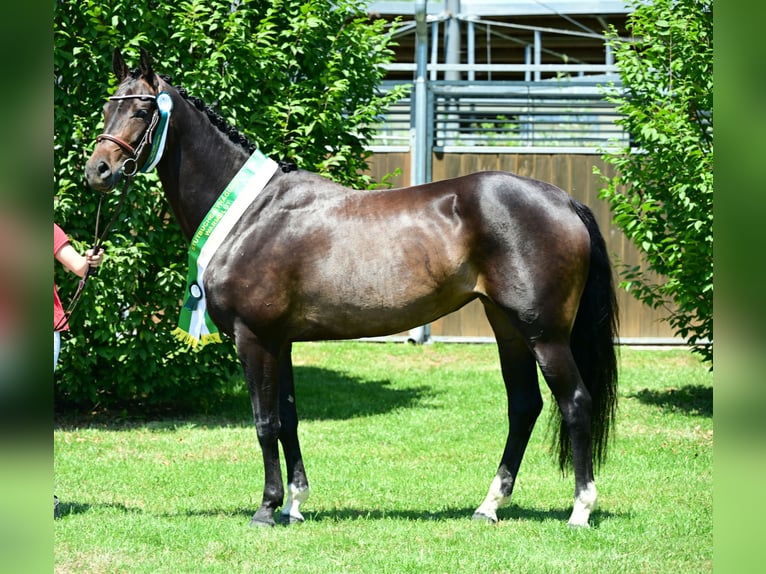 Austriaco Giumenta 6 Anni 160 cm Baio scuro in Edelschrott