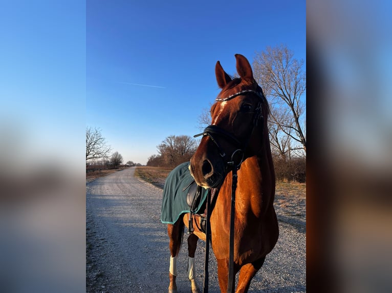 Austriaco Giumenta 6 Anni 164 cm Sauro in Pfarrkirchen bei Bad Hall
