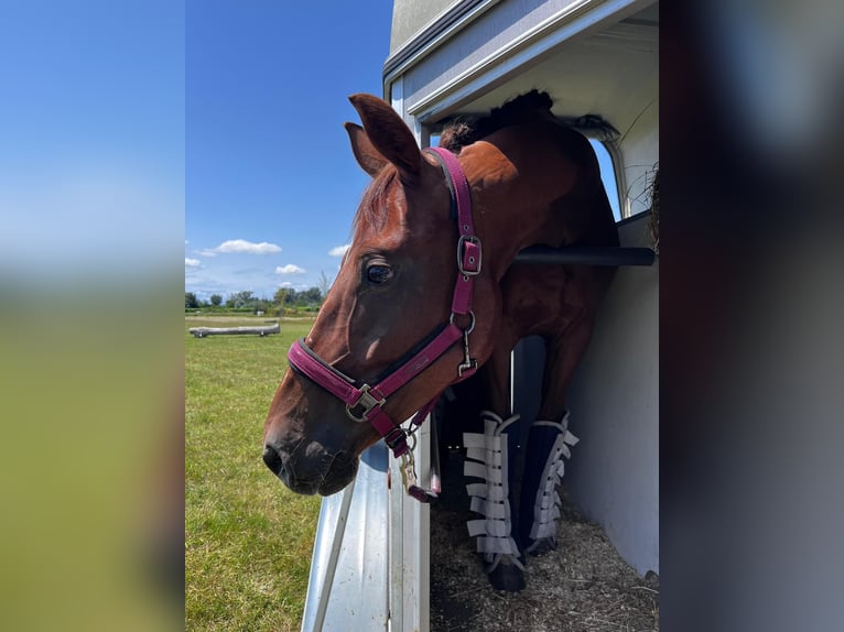 Austriaco Giumenta 6 Anni 164 cm Sauro in Pfarrkirchen bei Bad Hall
