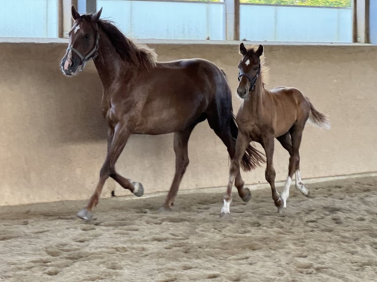 Austriaco Giumenta 6 Anni 166 cm Sauro in Laaben