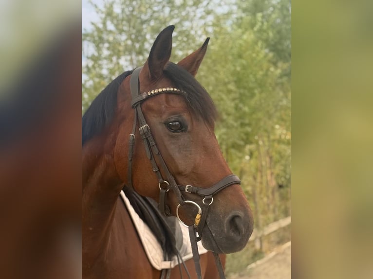 Austriaco Giumenta 6 Anni 168 cm Baio in St. Marein Graz