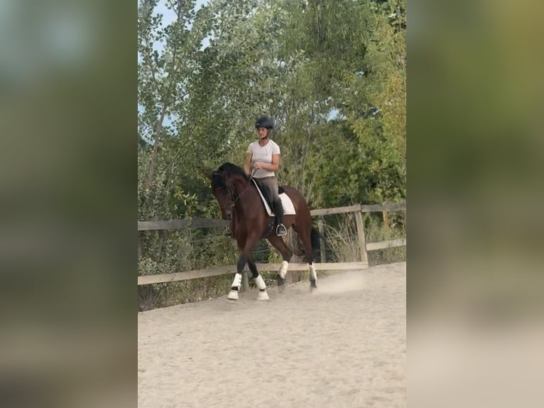 Austriaco Giumenta 6 Anni 168 cm Baio in St. Marein Graz