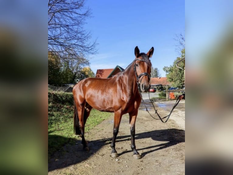 Austriaco Giumenta 6 Anni 169 cm Baio in Unterneubergpöllau