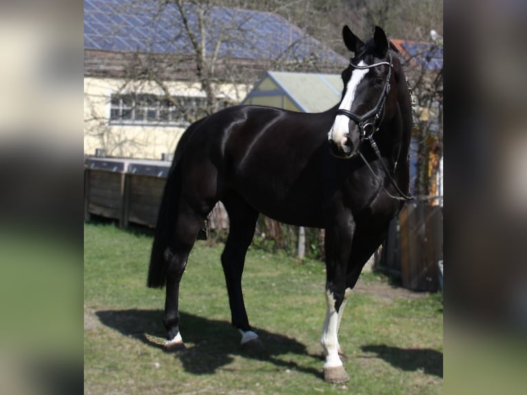 Austriaco Giumenta 6 Anni 170 cm Morello in Winhöring