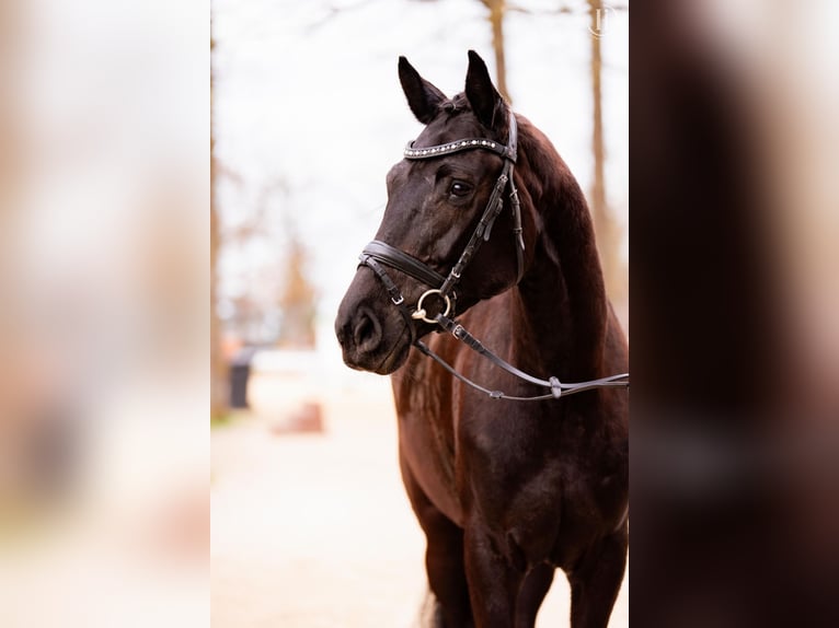 Austriaco Giumenta 6 Anni 170 cm Morello in Stadl-Paura