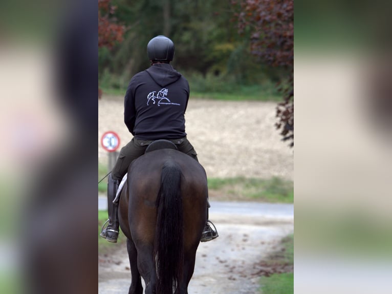 Austriaco Giumenta 6 Anni 172 cm Baio scuro in St Marein bei Graz