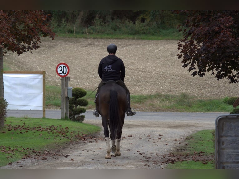 Austriaco Giumenta 6 Anni 172 cm Baio scuro in St Marein bei Graz