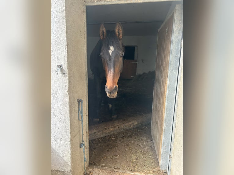 Austriaco Giumenta 6 Anni 175 cm Baio nero in Altenfelden Austriaco Giumenta 6 Anni 175 cm Baio nero in Altenfelden