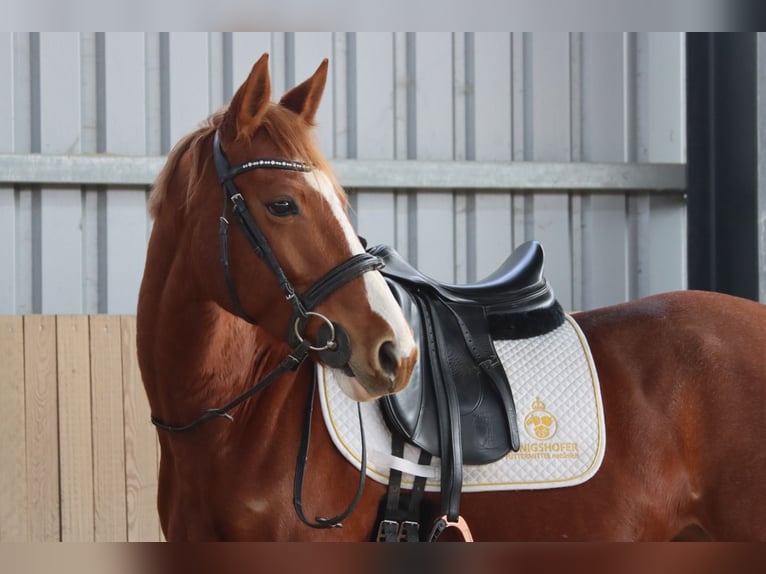 Austriaco Giumenta 7 Anni 162 cm Sauro in Götzendorf an der Leitha