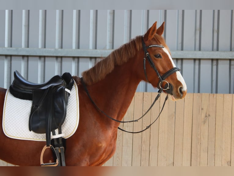 Austriaco Giumenta 7 Anni 162 cm Sauro in Götzendorf an der Leitha