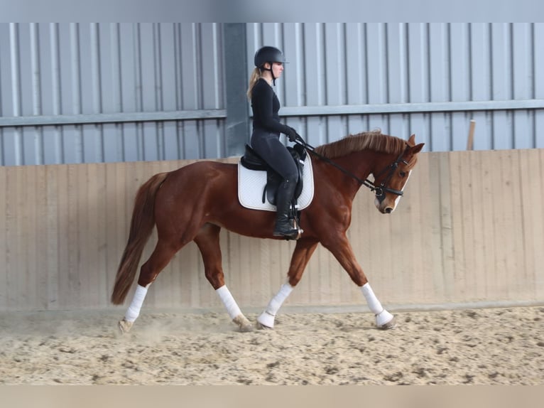 Austriaco Giumenta 7 Anni 162 cm Sauro in Götzendorf an der Leitha