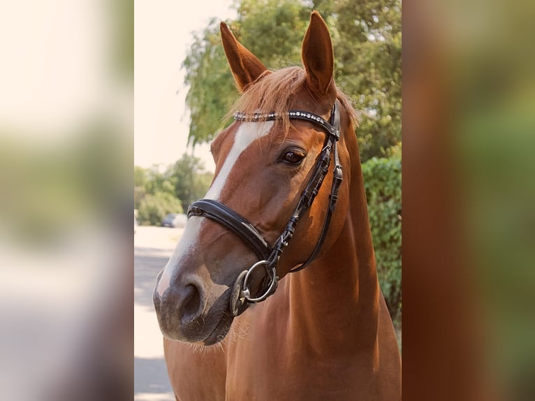 Austriaco Giumenta 7 Anni 162 cm Sauro in Götzendorf an der Leitha