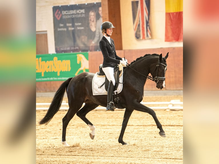 Austriaco Giumenta 7 Anni 163 cm Baio in Pernegg