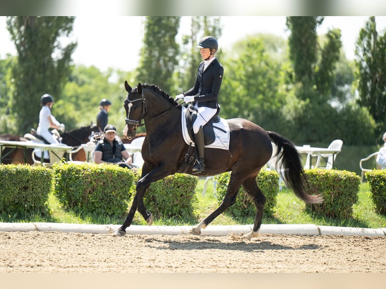 Austriaco Giumenta 7 Anni 165 cm Baio in Pernegg