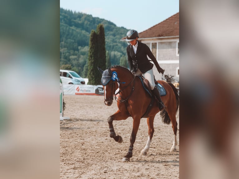 Austriaco Giumenta 7 Anni 172 cm Baio in Mösendorf
