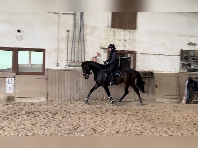 Austriaco Giumenta 7 Anni 174 cm Baio nero in Rohrbach