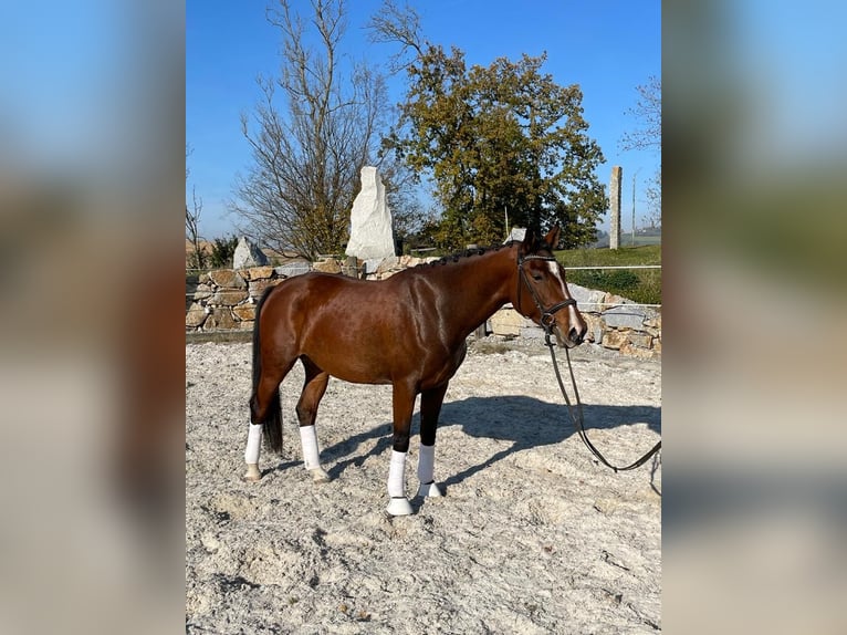 Austriaco Giumenta 7 Anni Baio in F&#xFC;chsledt
