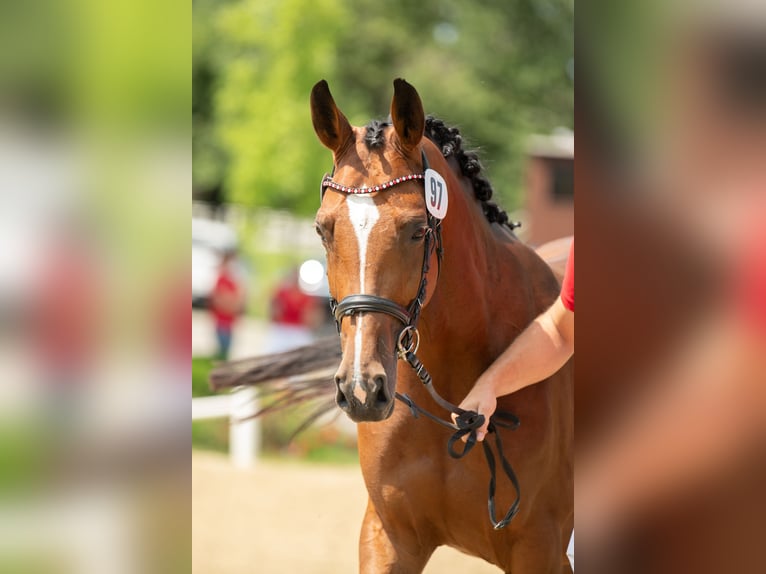 Austriaco Giumenta 8 Anni 163 cm Baio in Graz