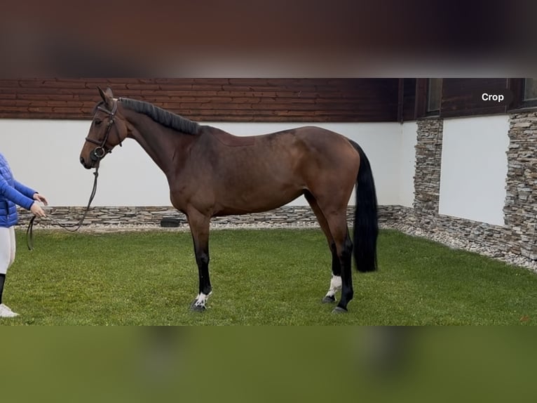 Austriaco Giumenta 8 Anni 165 cm Baio in Gallbrunn