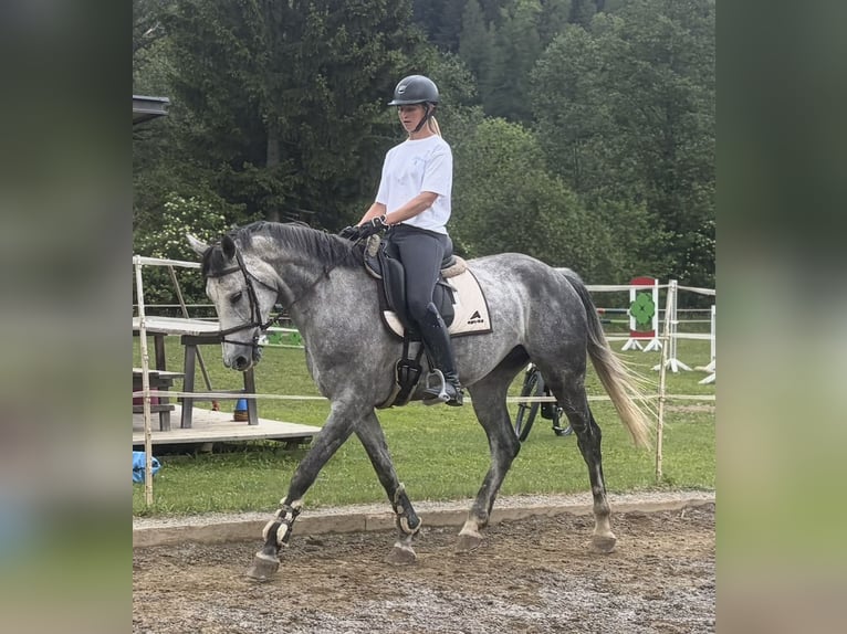Austriaco Giumenta 8 Anni 167 cm Grigio in Sankt Peter am Kammersberg