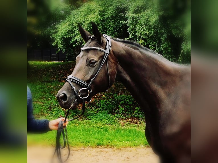 Austriaco Giumenta 8 Anni 172 cm Baio nero in Mörnsheim