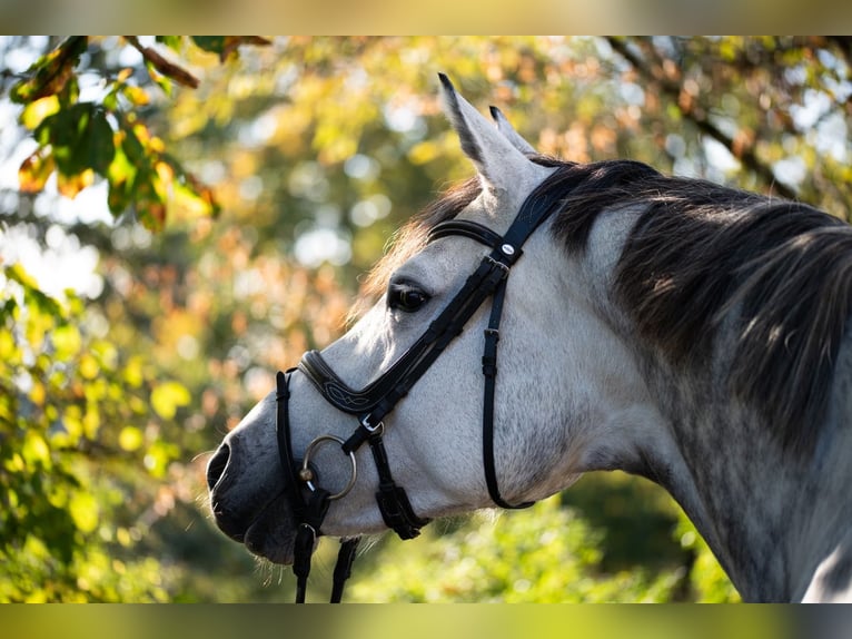 Austriaco Giumenta 8 Anni 174 cm Grigio pezzato in Buchen (Odenwald)