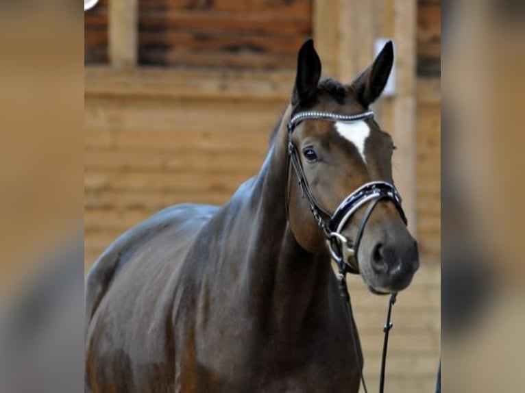 Austriaco Giumenta 8 Anni 180 cm Baio in P&#xF6;llau