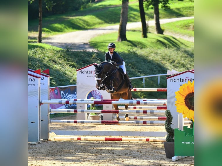 Austriaco Giumenta 9 Anni 162 cm Baio scuro in DirnbergPennewang