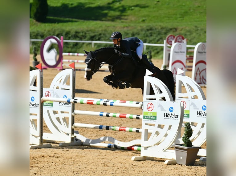 Austriaco Giumenta 9 Anni 162 cm Baio scuro in DirnbergPennewang