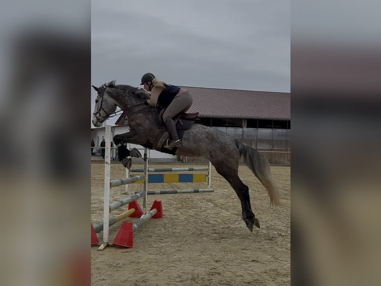 Austriaco Giumenta 9 Anni 177 cm Grigio in Dietenheim