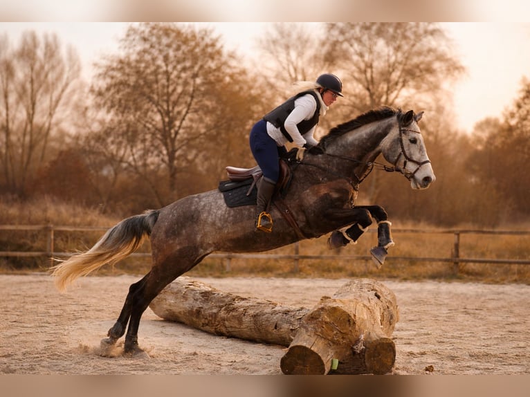 Austriaco Giumenta 9 Anni 177 cm Grigio in Dietenheim
