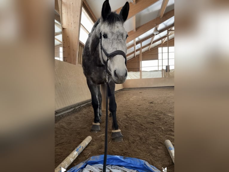 Austriaco Giumenta 9 Anni 177 cm Grigio in Dietenheim