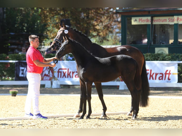 Austriaco Giumenta Puledri (04/2025) 168 cm Morello in St Marein bei Graz
