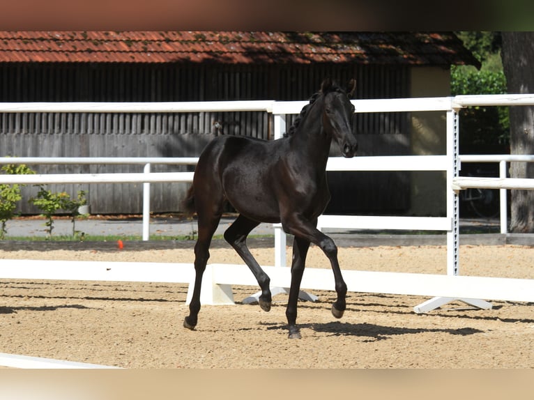 Austriaco Giumenta Puledri (04/2025) 168 cm Morello in St Marein bei Graz