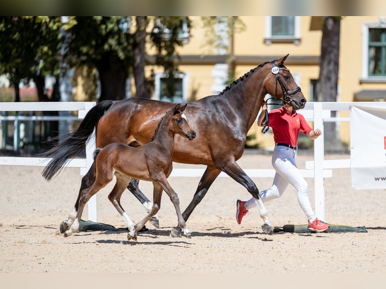 Austriaco Giumenta Puledri (07/2026) 170 cm Baio in Lassing