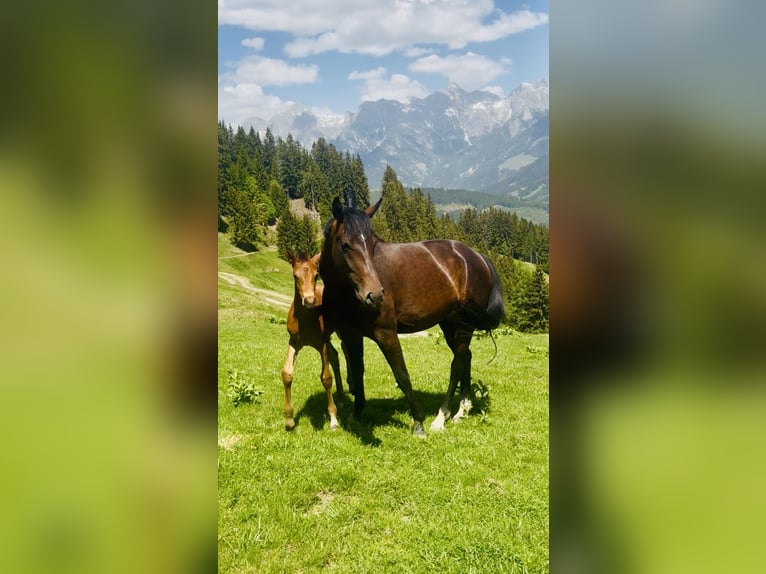 Austriaco Giumenta Puledri (03/2026) 170 cm Baio in Maria Alm