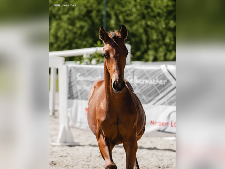Austriaco Giumenta Puledri (03/2026) 170 cm Baio in Maria Alm