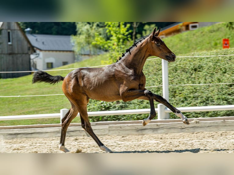 Austriaco Giumenta Puledri (04/2026) Baio in Klöch