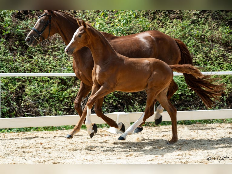 Austriaco Giumenta Puledri (04/2026)  in Ranshofen