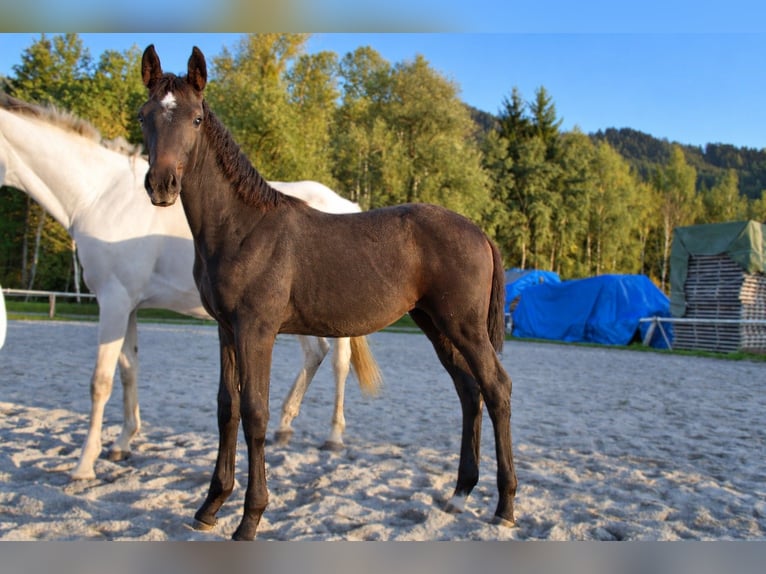 Austriaco Giumenta Puledri (06/2026) Può diventare grigio in Selzthal
