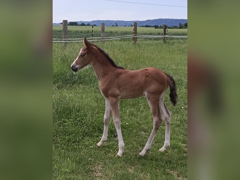 Austriaco Giumenta Puledri (06/2026) Sauro scuro in Neue Heimat
