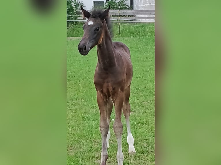 Austriaco Giumenta Puledri (06/2026) Sauro scuro in Neue Heimat