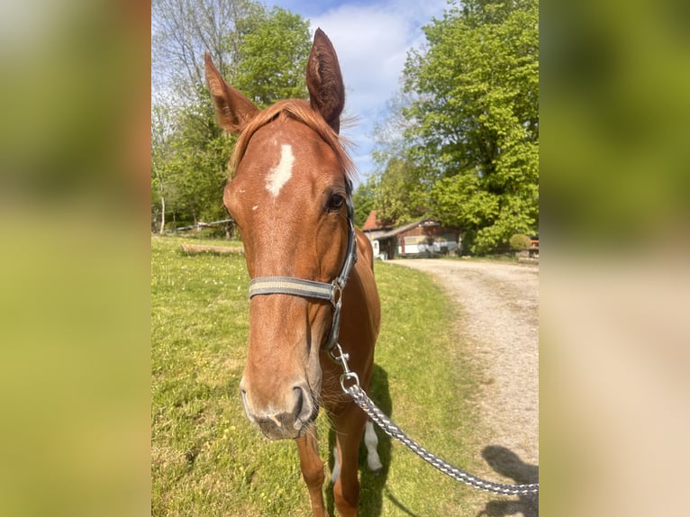 Austriaco Stallone 1 Anno 130 cm Sauro in Eugendorf