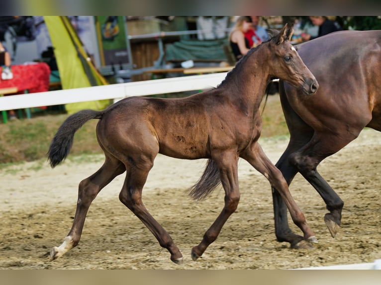Austriaco Stallone 1 Anno 170 cm Morello in Reichenfels